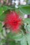Beautiful Red Calliandra, powder puff  or fairy duster flower