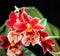 Beautiful red Cambria orchid flowers