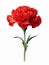 beautiful red carnation floral