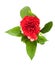 Beautiful red carnations flower isolated