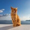 Beautiful red cat against the sunset with blue sky in Santorini, Greece