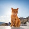 Beautiful red cat against the sunset with blue sky in Santorini, Greece