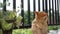 A beautiful red cat with a collar sits and washes her paw on the balcony against a background of black bars and green