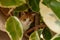 a beautiful red cat lies on tree branches, a striped tail hangs between the leaves