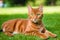 A beautiful red cat. Scarlet Whiskers. The Fiery Charm of the Red Cat. Generative AI