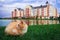 Beautiful red cat sits in green grass on the background of a beautiful house. the concept of housewarming