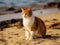 A beautiful red cat sits on a sandy beach on the seashore on a summer sunny day. Holiday concept with animals. Generative AI