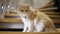 A beautiful red cat sits on wooden stairs in a cozy house