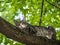 Beautiful red cat sleeping on plum tree trunk.A beautiful cat sleeps on a tree trunk.