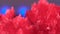 Beautiful red cereal grown crystals. Beautiful red crystals on a background of blue backlighting. Great elements with