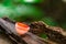 Beautiful red champagne mushroom growing on decayed tree