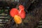 Beautiful red champagne mushrooms and orange hairy mushroom grow