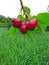 Beautiful red charry on branch in the field, grass in background partial blurred