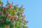 Beautiful red chestnut tree flowers blossom close up over blue sky