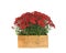 Beautiful red chrysanthemum flowers in wooden crate on background