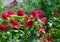 Beautiful red climbing roses in the summer garden.Decorative flowers or gardening concept.