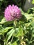 Beautiful Red Clover or Pink Clover Wildflower - Trifolium pratense