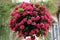Beautiful red color of Bigleaf Hydrangea macrophylla Glowing Embers