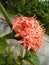 beautiful red color flower of sri lankan natural photo