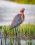 Beautiful red color of head and chest feathers of the reddish egret in breeding plumage season