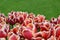 Beautiful red colorful tulips, green grass in background