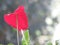 Beautiful Red Colour Anthurium Flower