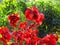 Beautiful red colour plant Acalypha wilkesiana, or copperleaf and Jacobâ€™s coat.