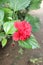 Beautiful red coloured hibiscus flower and bud