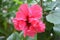 Beautiful red coloured hibiscus flower on a potted plant in a balcony garden. Double layer flower.