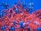 Beautiful red corals in the aquarium - a living home for fish. Aquarium with corals. Seaweed.
