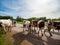 Beautiful red cows return from the pasture to the farm. Evening sun, beautiful nature