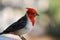 Beautiful Red Crested Cardinal Bird on a Railing