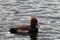 Beautiful Red Crested Pochard on a lake in Preston, England