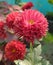 Beautiful Red crysanthemum flower