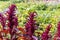 Beautiful red curved leaves of Amaranthus gangeticus or tricolor on the flower bed in a garden in summer