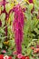 Beautiful red curved leaves of Amaranthus gangeticus or tricolor on the flower bed in a garden in summer. Vertical