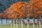 Beautiful red cypress wood in mountain lake in Sukko by Anapa, Russia. Autumn scenic landscape. Caucasus mountains. Taxodium