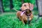 A beautiful red dachshund walks among the green trees in the forest