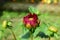 Beautiful red dahlia blurred background