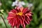 Beautiful red Dahlia with a yellow heart in close-up against a green background