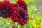 Beautiful red dahlias bloom in the garden after the rain