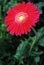 Beautiful red daisy gerbera flower  single flower