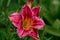 Beautiful red day lily flower head against a green bokeh background