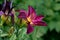 Beautiful red day lily flower head against a green bokeh background