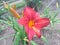 Beautiful red Daylily Hemerocallis flower blossoming in the garden
