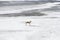 A beautiful red dog of Japanese Akita Inu breed in a leather collar stands behind a snowy ice of a river in the winter.