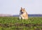 Beautiful red dog puppy Corgi runs fast on the green grass in the spring meadow funny opening his mouth and stretching out his