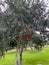 Beautiful Red Drooping Flowers of a Weeping Bottlebrush Tree