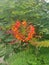 A beautiful red Dwarf Poinciana blooming in a garden in Pasighat.