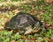 Beautiful red-eared slider turtle resting on a solid, earthy surface